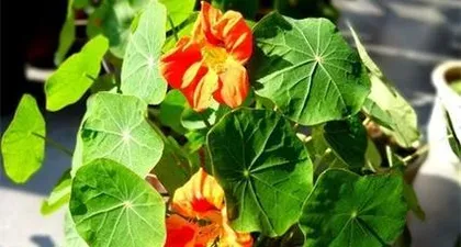 Unveiling the Reasons Why Daylilies Don't Bloom (Why Are My Daylilies Always Not Blooming? How to Solve It?)