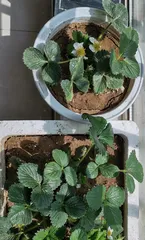 Strawberry Flowering and Fruiting Time (Best Time for Planting Strawberries, Key to Flowering and Fruiting of Strawberries, Development Process of Strawberry Flowers and Fruits)