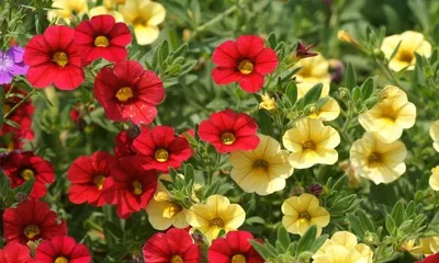 Million bells, a perennial herbaceous plant (learn about the growth habits and cultivation techniques of million bells)