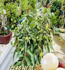 Analysis of the Lychee Season (Searching for the Secret of Lychee Ripening)