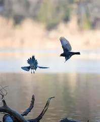 Dragon fruit and the Twelve Zodiac Signs