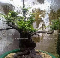 Creating Exquisite Black Bone Tea bonsai tree（Care Methods and Precautions）