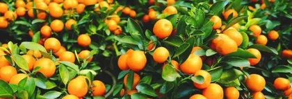 Finding the Most Delicious Kumquat Orchard
