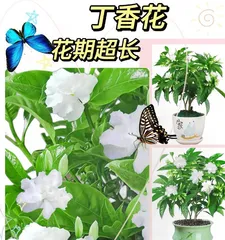 Dianthus Green Plant Care Tips (Key Points You Need to Know to Grow Healthy and Thriving Dianthus Plants)0