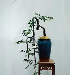 Creating Exquisite Black Bone Tea盆景（Care Methods and Precautions）2