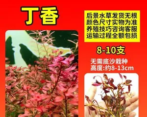 Dianthus Green Plant Care Tips (Key Points You Need to Know to Grow Healthy and Thriving Dianthus Plants)2