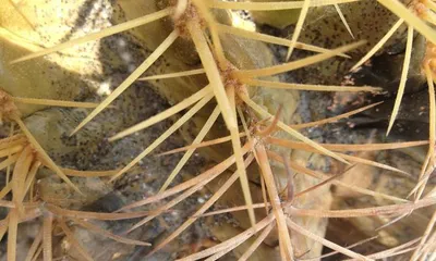 How to handle the situation where Jin Hu doesn't want to take care of it anymore (helping you find appropriate ways to resolve the dilemma of Jin Hu not wanting to take care of it anymore)