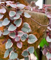 How to water to make the String of Hearts healthier and more lush？（Key points to note for watering timing, method, amount, temperature, etc.）