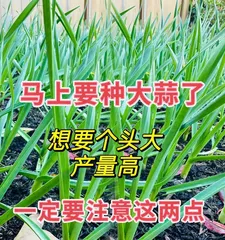 The Secrets of Hydroponic Garlic Cultivation and Deliciousness (Exploring the Techniques of Hydroponic Garlic Growing to Create Flavorful Dishes)