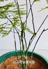 Causes and Treatment Methods for Yellowing Fern Leaves in Winter (Unveiling the Truth Behind Yellowing Fern Leaves, Effective Care Methods Revealed)