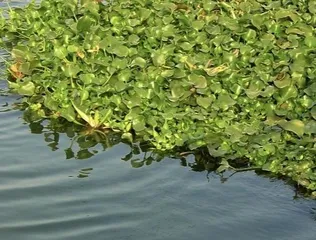 Is water hyacinth suitable for indoor cultivation? (Exploring the indoor growing conditions and techniques for water hyacinth)