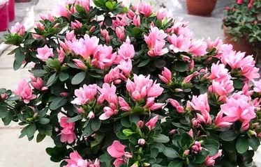 The Four Seasons of Azalea Blooms (Enjoying the Beautiful Scenery of Azaleas All Year Round)