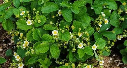 Analysis of the growth cycle and flowering and fruiting time of strawberries (The process of strawberry growth and influencing factors)