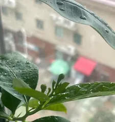 Why do lemons fall after flowering (unveiling the mystery of lemon flower drop, exploring the causes and solutions)