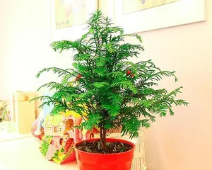 The Perfect Care Method for Hydroponic Red Cedar (How Precious Red Cedar Receives Optimal Care Through Hydroponics)