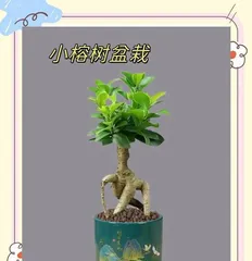The Art of Bonsai Ficus Growth (Exploring the Key Points and Techniques of How Bonsai Ficus Grows)