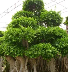 The Art of Bonsai Ficus Growth (Exploring the Key Points and Techniques of How Bonsai Ficus Grows)1