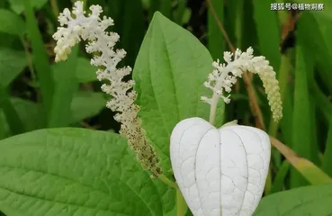 What is Ginkgo? Comprehensive Analysis of its Characteristics and Classification (Morphological Characteristics, Biological Traits, and Ecological Environment of Ginkgo)