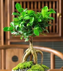 The Art of Bonsai Ficus Growth (Exploring the Key Points and Techniques of How Bonsai Ficus Grows)2