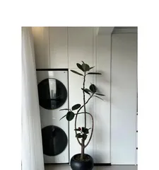 The Breeding Method of Black金刚 (Building a Stable and High-Yielding Black金刚 Breeding Farm)