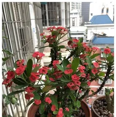 The Art of Caring for Winter Flowers (How to Care for Flowers in Cold Weather?)