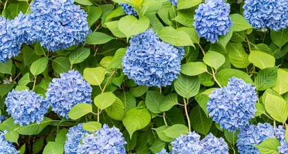 Can diluting white vinegar with water become a new choice for green plant protection when watering azaleas? (Research shows that diluted white vinegar can be used to water azaleas, but it is important to note the usage method.)