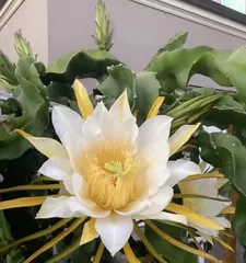 Key points for caring for potted dragon fruit (secrets to creating healthy potted dragon fruit)
