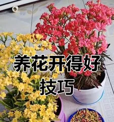 The correct methods and techniques for fertilizing flowers and plants (Master the key to fertilizing flowers and plants, allowing them to grow vigorously)