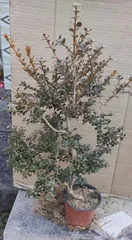 Pondweed Cultivation Techniques and Precautions (The Secret to Growing High-Quality Pondweed from Planting to Harvest)