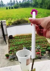 How to prune branches after sunflower cuttings (techniques and precautions for pruning sunflower cuttings after rooting)