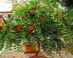 What kind of trees should be planted in front of and behind the house for good Feng Shui, with the theme of accumulating wealth and stabilizing the house (Creating a perfect residential environment starts with trees.)