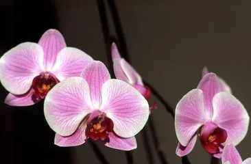 Orchid Protection Guide in Winter (How to Avoid Orchids from Dying in Winter)