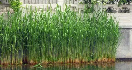 Aquatic Plant Ecology and Conservation (Exploring the Amazing Life in the Underwater World)