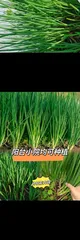 A Comprehensive Guide to Growing Green Onions at Home (From Seeds to Harvest, Easy Home Growing of Green Onions)