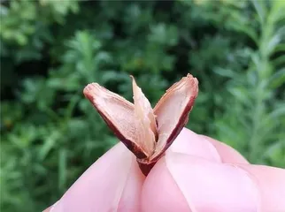 Exploring the Homeland of Red Melon Seeds (Seeking the Origin and History of Chinese Red Melon Seeds)