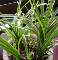 Causes and Solutions for Euonymus Not Blooming (Exploring the reasons behind Euonymus not flowering and how to handle it properly)