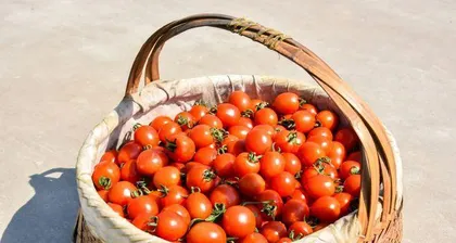 The Cultivation and Economy of Tomatoes (Are Tomatoes an Economic Crop? Exploring the Market Prospects and Cultivation Techniques of Tomatoes)