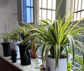 Why isn't my spider plant flowering? (Exploring the reasons for a lack of blooms in spider plants and solutions)