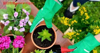 Baihua Pine Care Guide (Creating a Charming Baihua Pine Garden)0