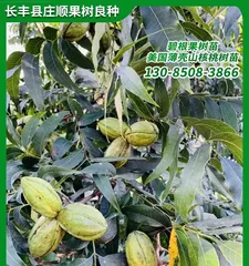 The Growth and Fruiting of Walnuts (Understanding the Growth Process of Walnut Trees and How to Promote Fruiting)