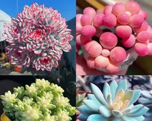 Baihua Pine Care Guide (Creating a Charming Baihua Pine Garden)1