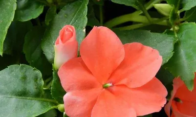 The sun preference of Impatiens balsamina can greatly affect its growth and development (Can Impatiens balsamina get sunlight? How to control sunlight? How to ensure healthy growth?).
