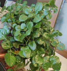 Why are the leaves of mosquito-repellent plants turning yellow? What can be done? (How to effectively deal with the problem of yellowing leaves on mosquito-repellent plants?)