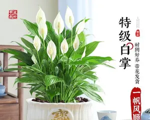 How to Repot a Wave Petunia: Essential Tips and Steps for Potting Enthusiasts