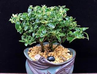 How to properly repot Nothochloris viridiflora? (Key steps and tips for promoting your flowers' healthy growth)