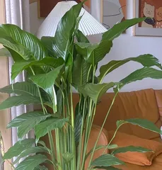 White Peace Lily Bud Care Guide (Key Care Techniques for Beautiful Flowers)0
