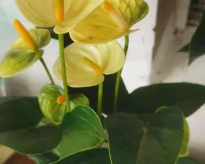White Peace Lily Bud Care Guide (Key Care Techniques for Beautiful Flowers)1