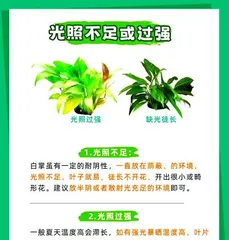 White Peace Lily Bud Care Guide (Key Care Techniques for Beautiful Flowers)2