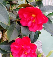 The Symbolism and Meaning of Camellias (Exploring the Cultural Connotations Behind Camellias)