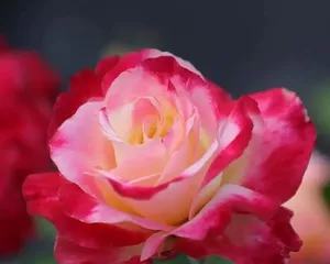 The Family Care Method for Double Red Flowers